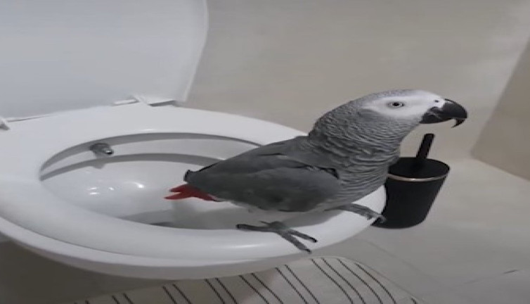 Jako papağanının klozet macerası izleyenleri güldürdü