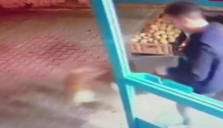 Dünya Sokak Hayvanları Günü'nde mağazadaki kediyi tekmeleyerek dışarı attı!