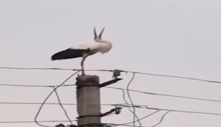 Yuvası alev alan leyleğin üzüntüsü izleyenleri duygulandırdı