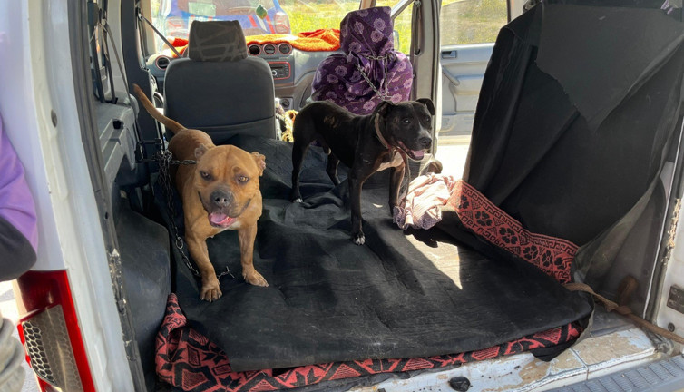 Gaziantep'te yasak ırk 3 köpeğe el kondu