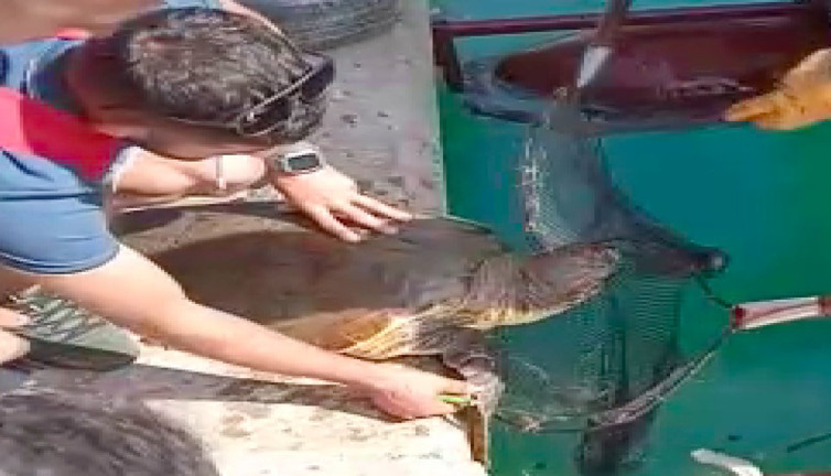 Misinaya dolanan caretta caretta için seferberlik ilan edildi