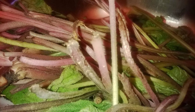 Bütün bulaşıcı hastalıklarda kullanılan ot ortaya çıktı