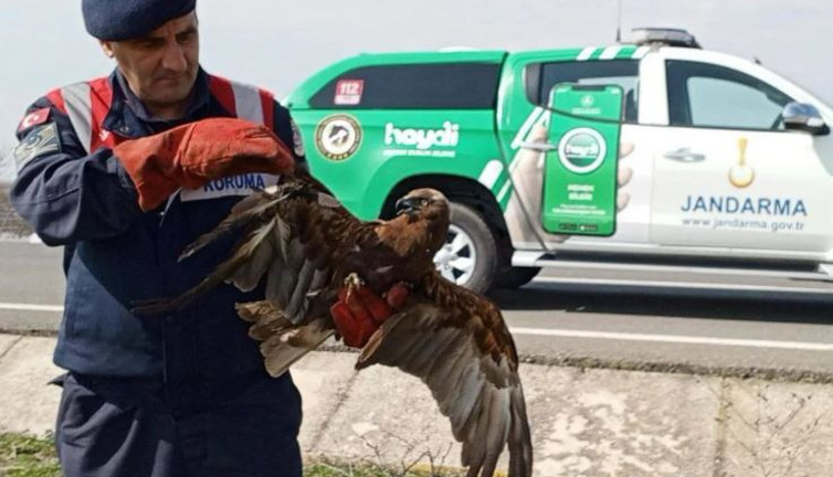 Yaralı şahini jandarma kurtardı