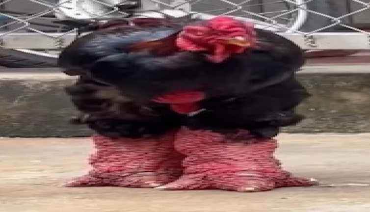 Vietnam'ın ejderha ayaklı tavukları görünümüyle şaşırtıyor