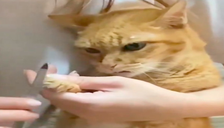 Tırnakları törpülenen kedinin yüz ifadesi güldürdü