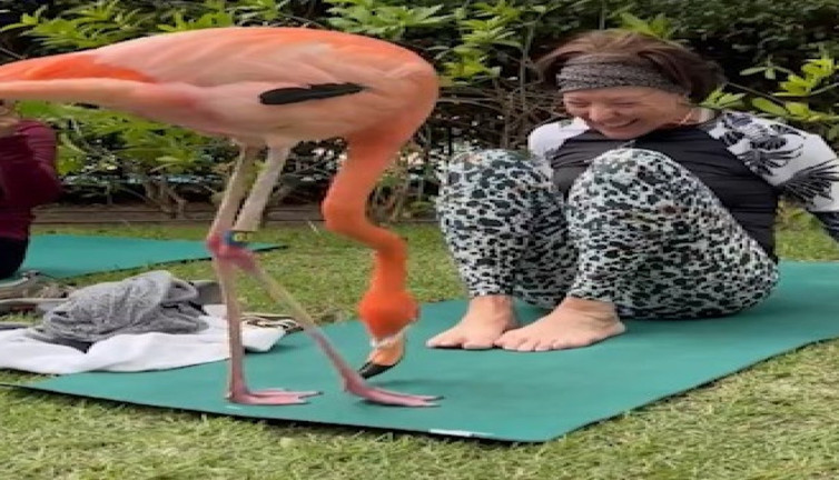 Yoga yapan kadınlara eşlik eden flamingo viral oldu