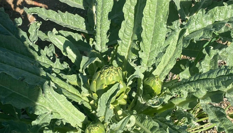 Çanak enginar üretiminin yeni alternatifi oldu