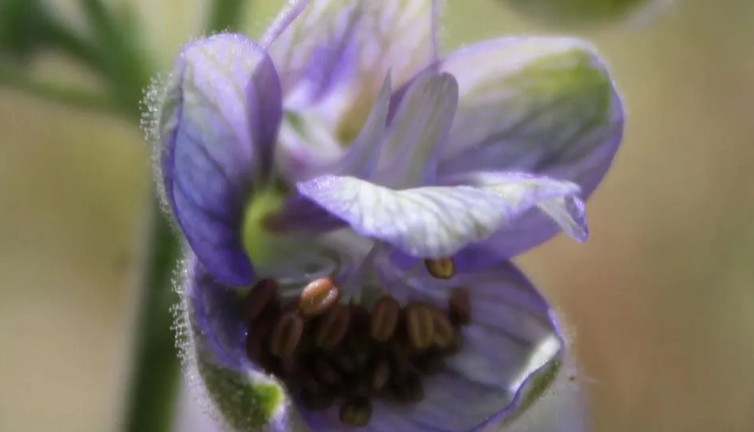 Bit pire gibi zararlı asalak ufak böcekleri öldürüyor. İşte o ot