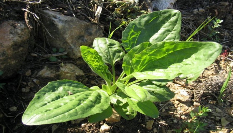 İşte ayak ülserini iyileştiren ot