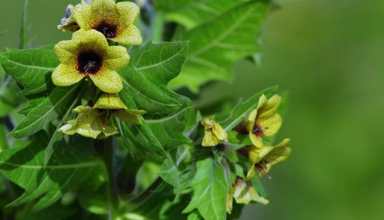 Mucize ot baş ağrısından vereme ve böbrek hastalıklarına iyi geliyor