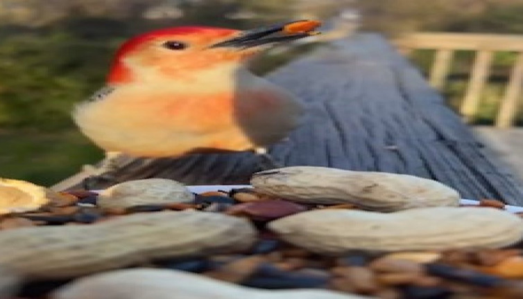 Kuş türlerinin ötüşlerindeki farklılık görenleri büyüledi