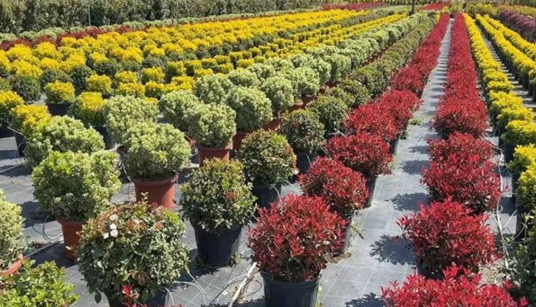Yalova’dan dünyaya süs bitkisi ihraç ediyor