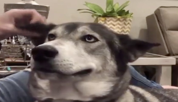 Kulağını kaşıyınca gülümseyen köpek görenleri şaşırttı