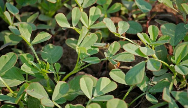 Şifa deposu otun faydaları adeta cilt dolusu. Neredeyse faydalı olmadığı hastalık yok