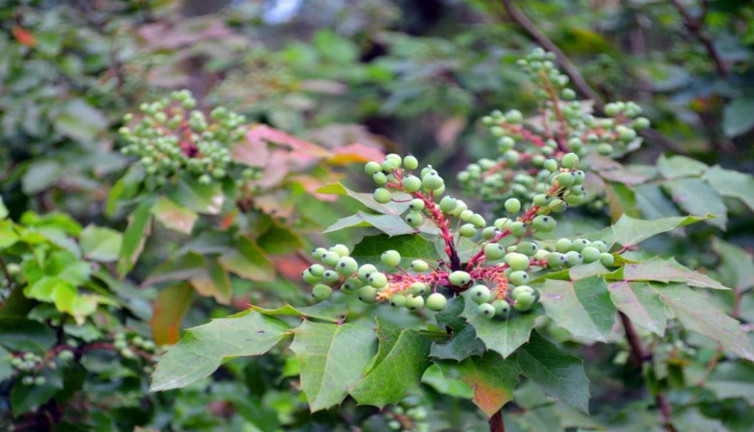 Ayak terlemelerini keser. Yaraları tedavi eder. İşte şifa deposu ot