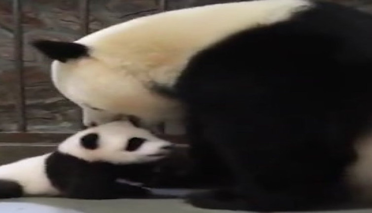 Yavrusuna kavuşan anne pandanın tepkisi viral oldu
