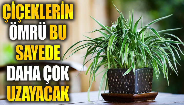 Çiçeklerin ömrü bu sayede daha çok uzayacak