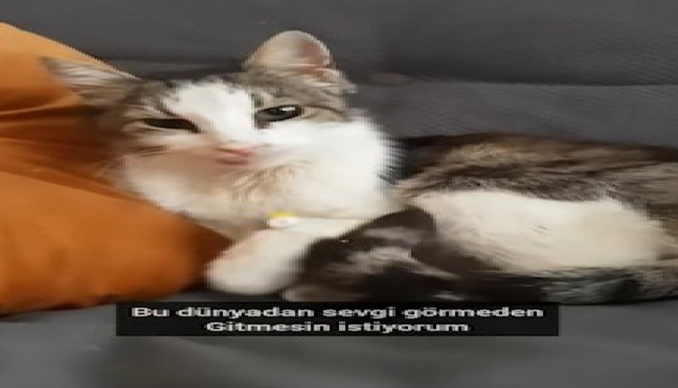 20 yaşındaki sokak kedisinin sevgi dolu değişimi