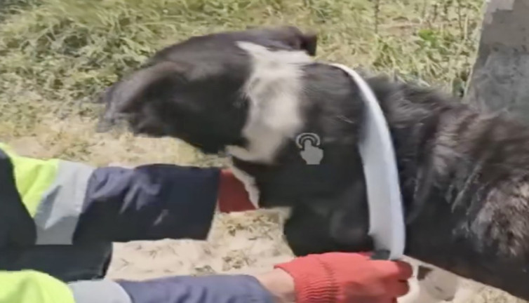 Kafası klozet kapağına sıkışan köpeği kurtarma operasyonu