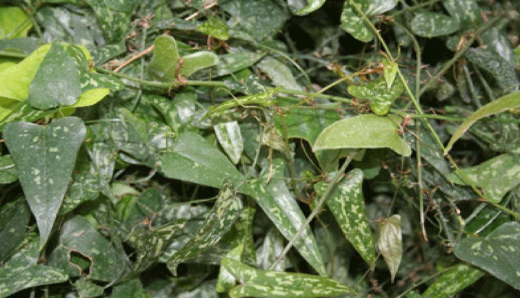 Frengi ve cilt hastalıklarına iyi gelen ot