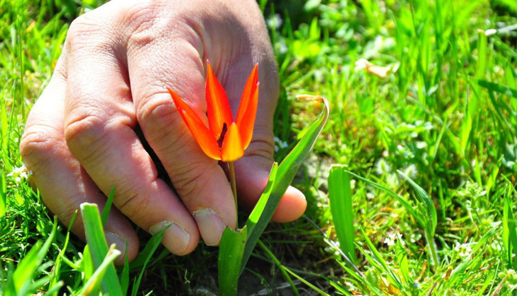 Bu çiçeği koparan yandı! Cezası tam 387 bin TL. Sadece 10 gün canlı kalıyor