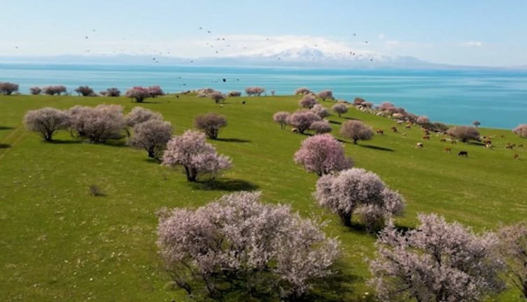 Van Gölü kıyılarındaki renk cümbüşü büyüledi