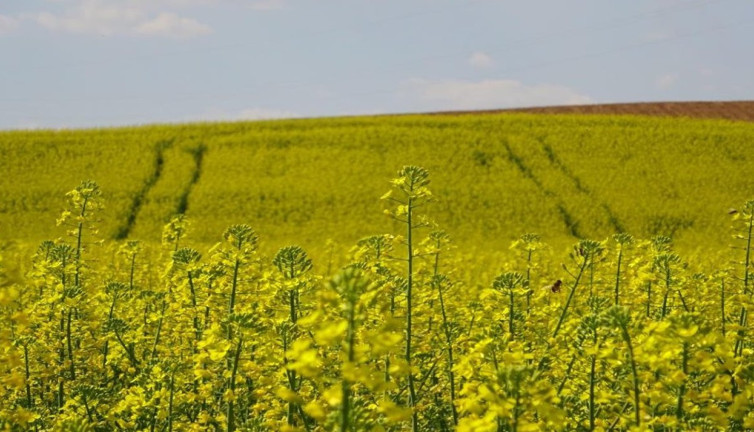 Çiçeklenen kanola bitkisi tarlaları sarıya boyadı