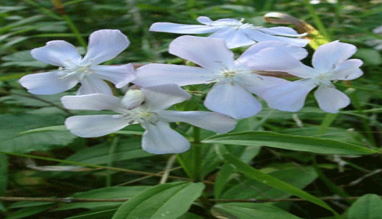 Köpürgen otu nelere iyi geliyor? İşte mucizeleri...