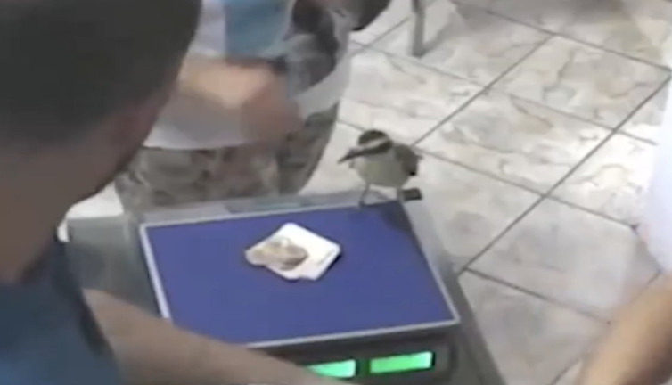 Alışveriş yapan kadının parasını çalıp kaçan kuş güldürdü