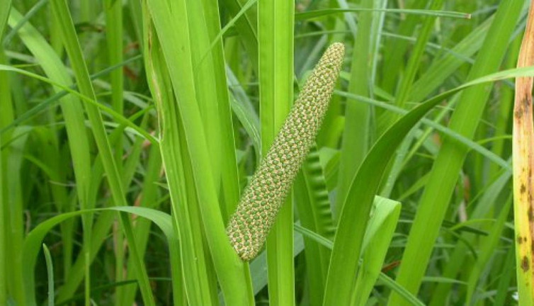 Azakeyeri otu nelere iyi geliyor? İşte mucizileri
