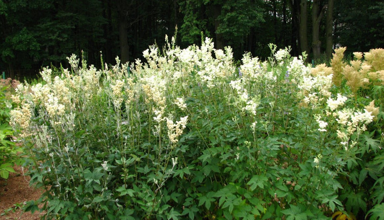 İşte diş hastalıklarına şifa olan mucize ot