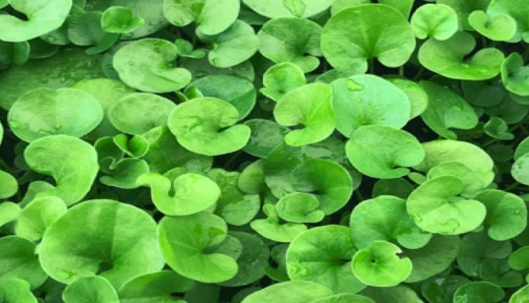 Sülük otu nelere iyi geliyor? İşte mucizeleri...