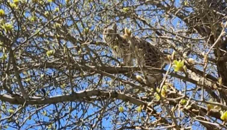 Ormanın hayaleti kangallarda ağaca çıkarak canını kurtardı