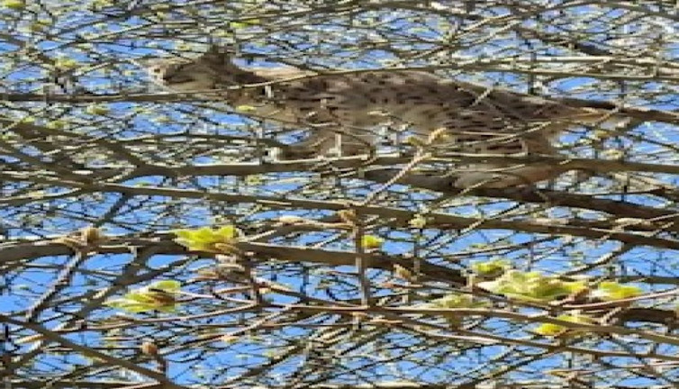 Köpeklerin kovaladığı vaşak çareyi ağaca tırmanmakta buldu