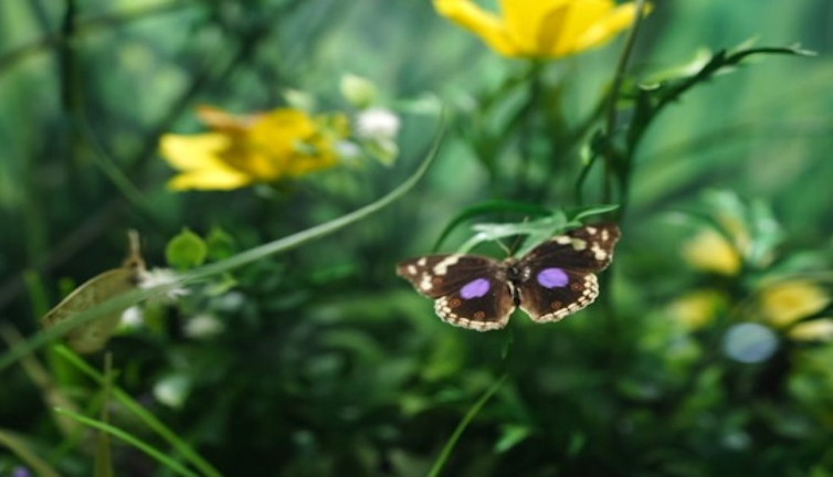 Tropikal Kelebek Bahçesi ziyaretçilerini büyülüyor
