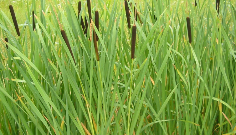 Buharı nezleye şifa oluyor. Dalak hastalıklarına iyi geliyor. İşte o ot