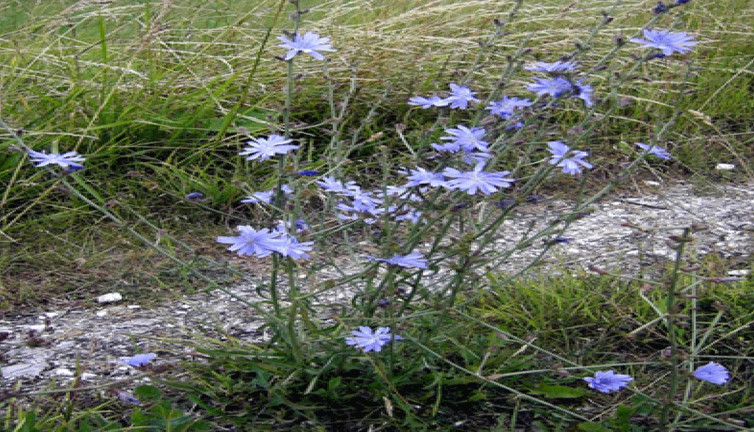 Güneğik otu nelere iyi geliyor? İşte mucizeleri...