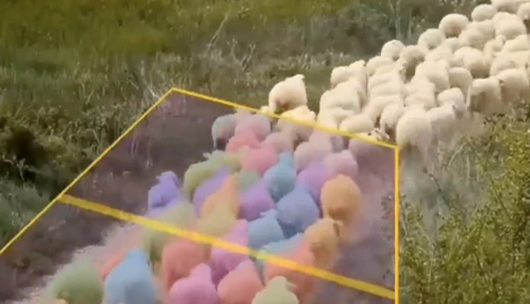 Koyun sayan yapay zeka çiftçileri mutlu etti