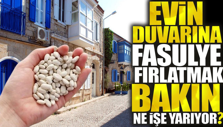 Evin duvarına fasulye fırlatmak bakın ne işe yarıyor?