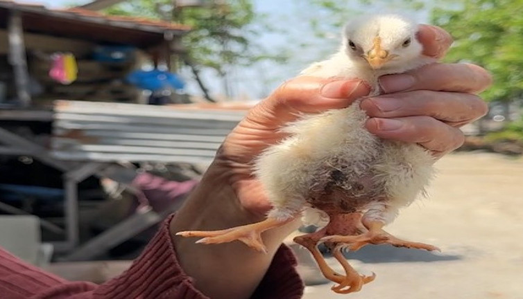 Yumurtadan 4 ayaklı civciv çıktı