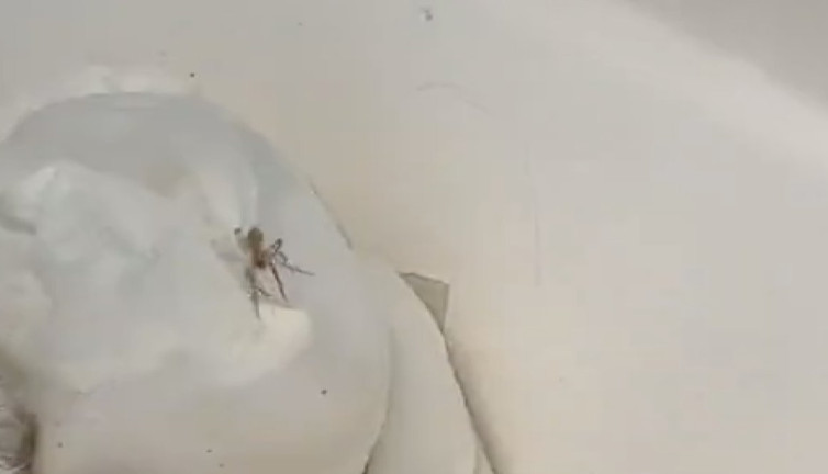 Kulağından sesler gelen kadın şok oldu: Kulağından örümcek çıktı!