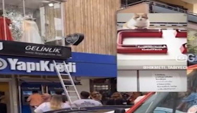 Tunalı Hilmi'nin numaracı kedisi Fiko, caddeyi birbirine kattı