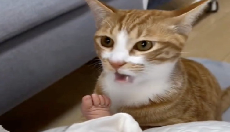 Bebeği istemeyen kedi sonra en yakın arkadaşı oldu