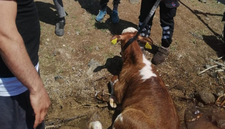 Baraja düşen dana kurtarıldı