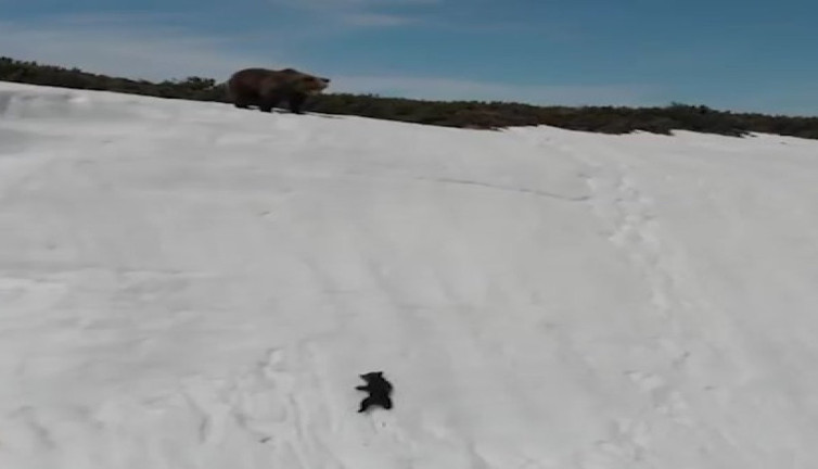 Yavru ayının annesine kavuşmak için verdiği mücadele göz doldurdu