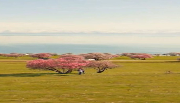 Çarpanak Adası'ndaki renk cümbüşü büyüledi