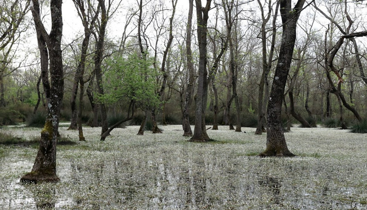 Kızılırmak Deltası'nda açan 'su papatyaları' büyüledi