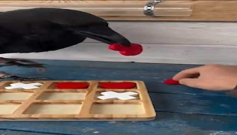 Kuzgunun XOX zaferi sosyal medyada fırtınalar estirdi!