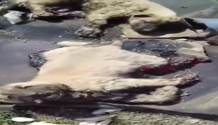 Erzurum'da zifte bulanmış 10 köpek yavrusu bulundu