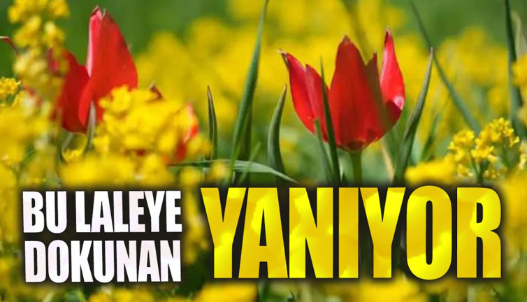 Bu laleye dokunan yanıyor!